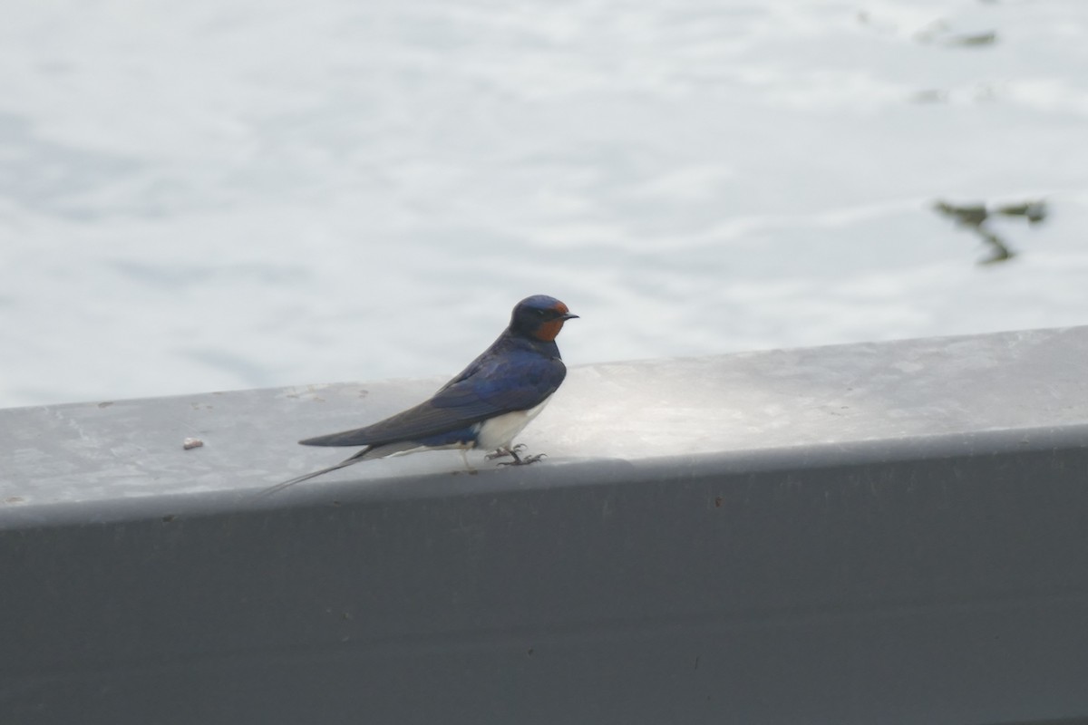 Hirondelle rustique - ML638471955