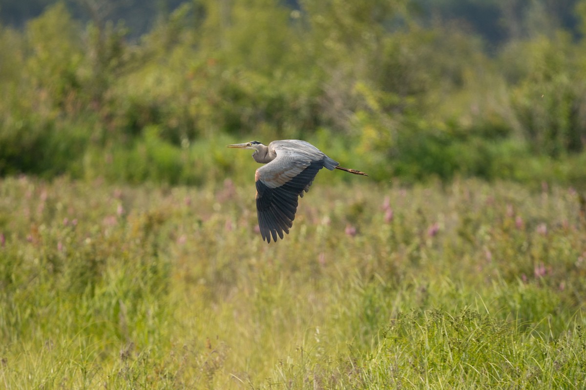 Great Blue Heron - ML638471989