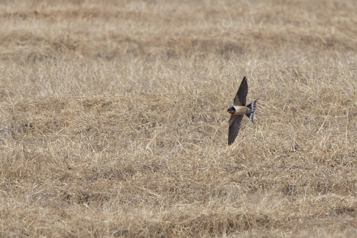 Barn Swallow (American) - ML638471995