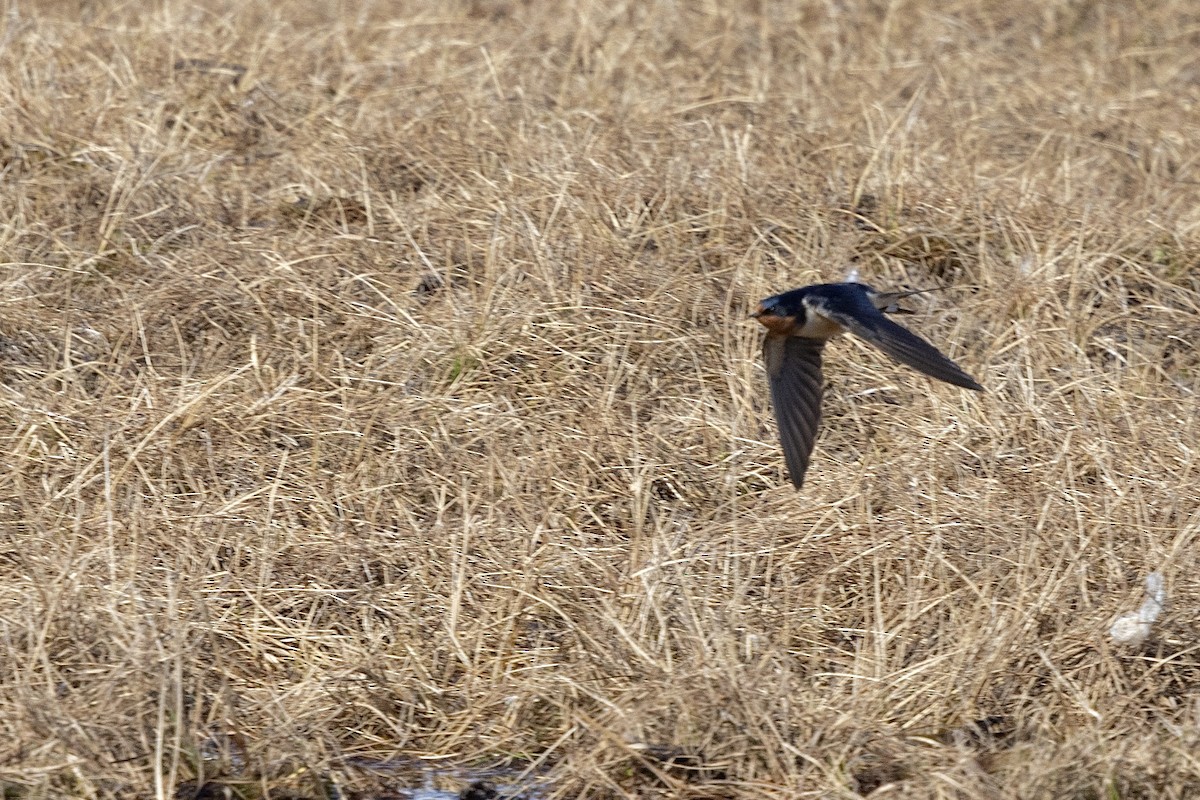Barn Swallow (American) - ML638471997