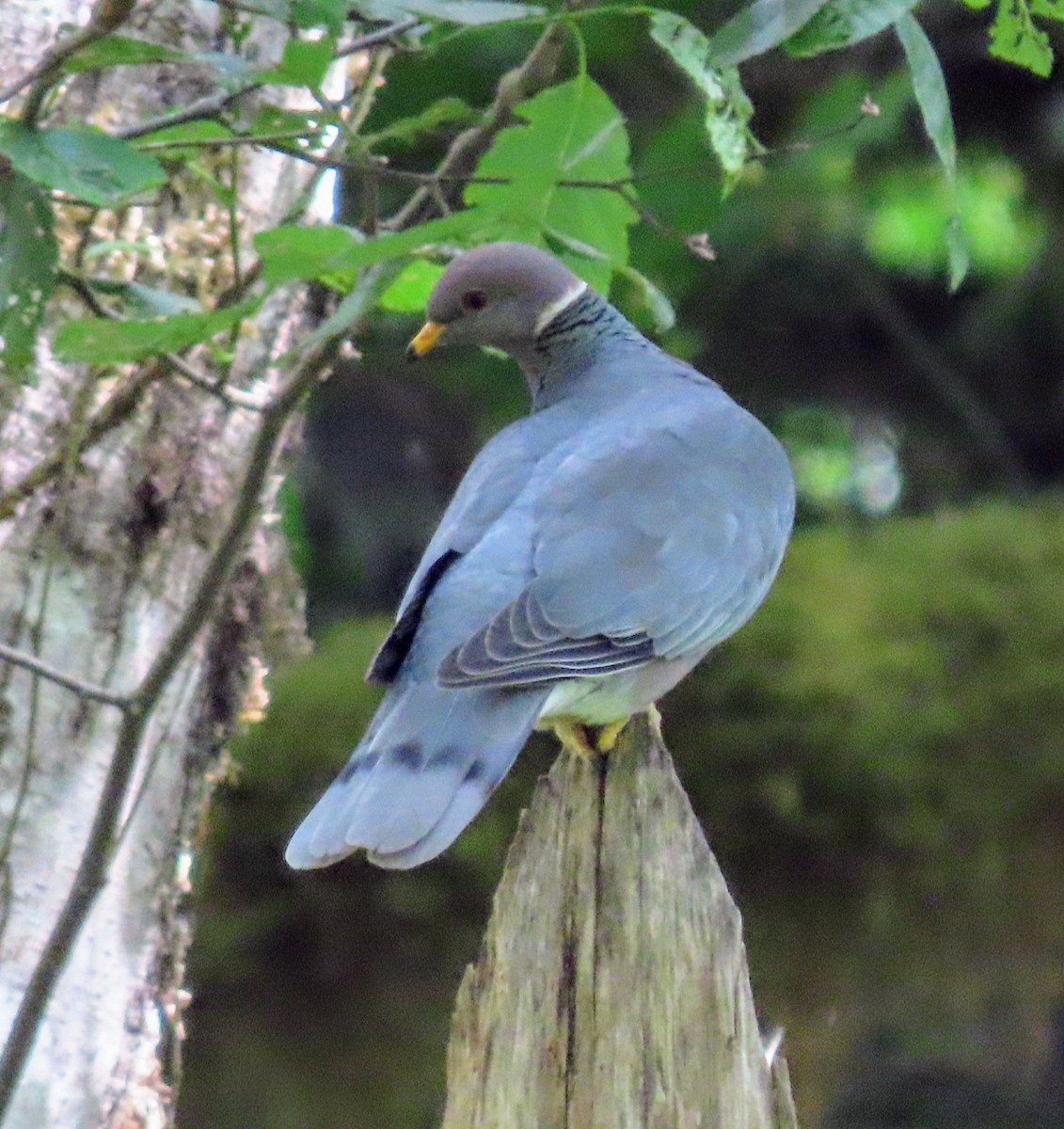 Band-tailed Pigeon - ML638472043