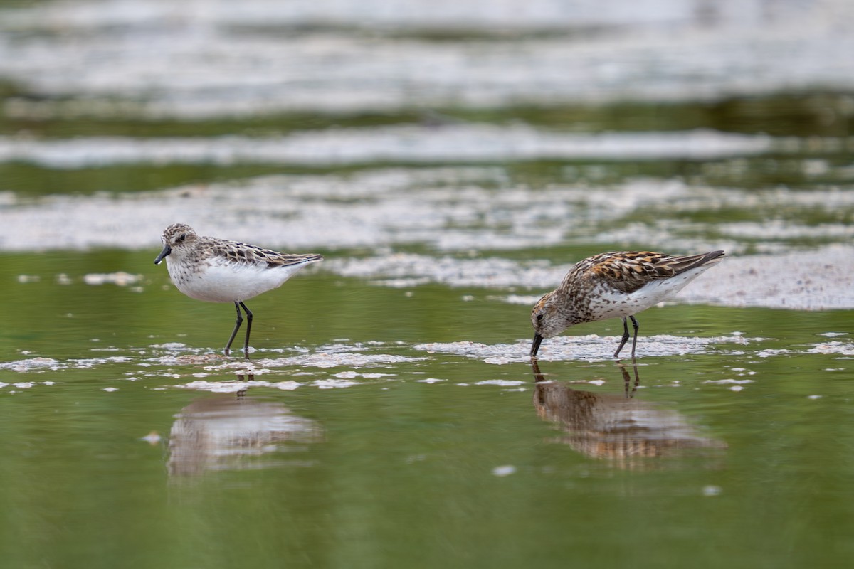 Semipalmated Sandpiper - ML638472070