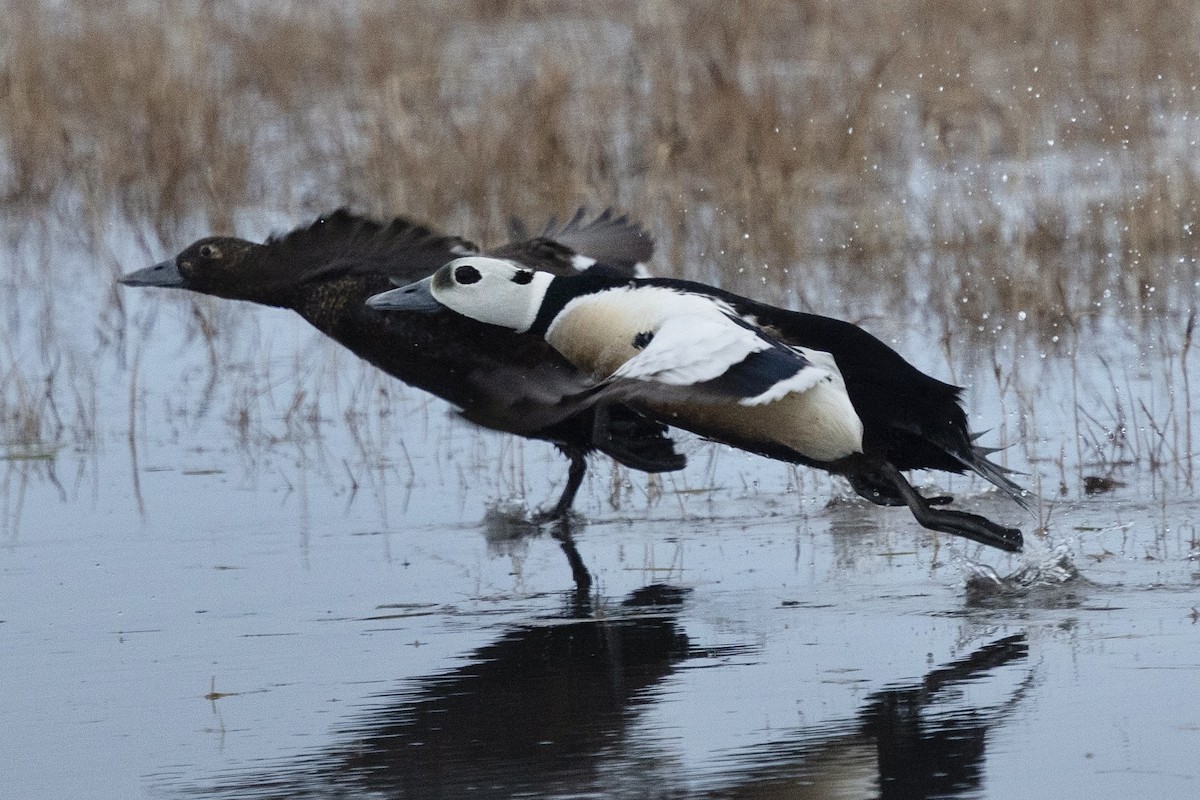 Steller's Eider - ML638472105