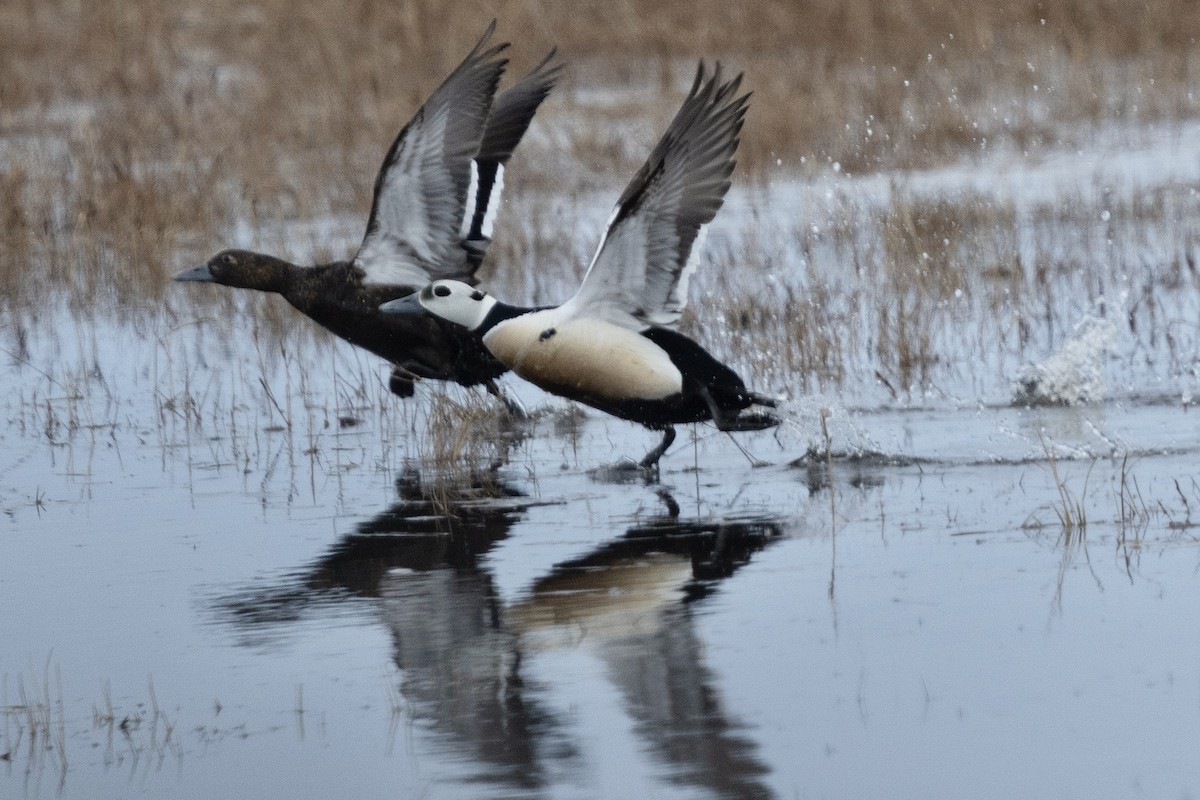 Steller's Eider - ML638472107