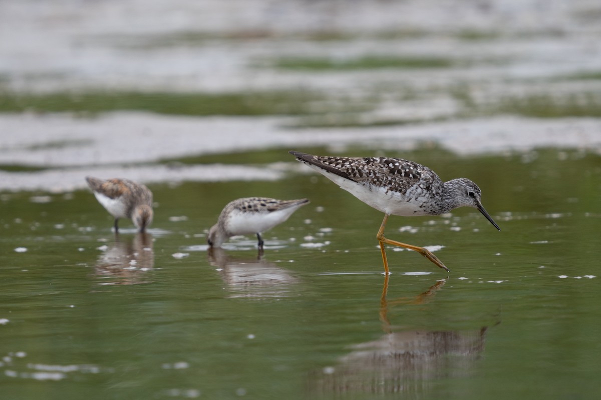 Lesser Yellowlegs - ML638472108