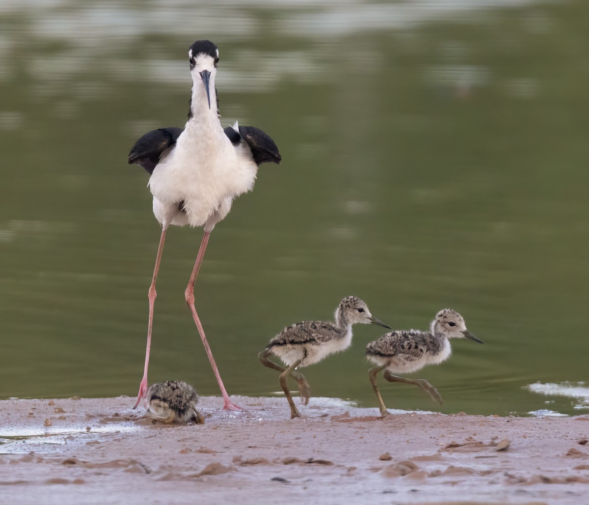 Black-necked Stilt (Black-necked) - ML638472171