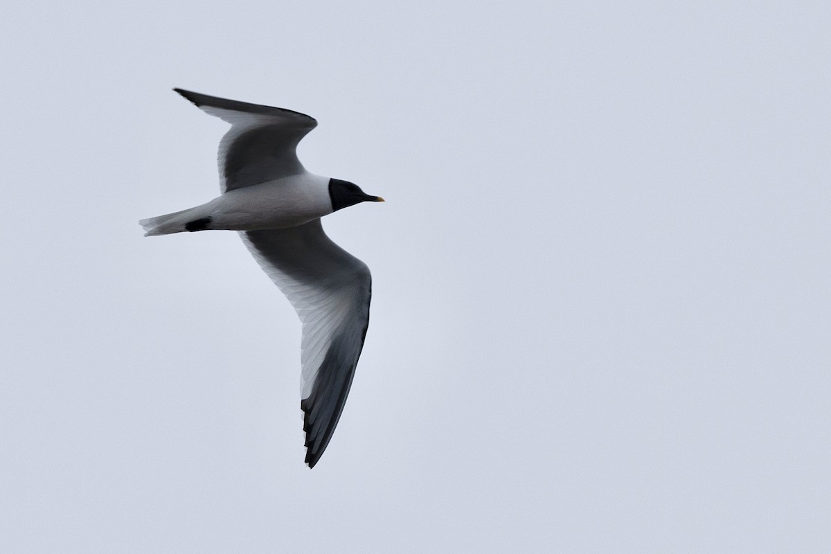 Sabine's Gull - ML638472176