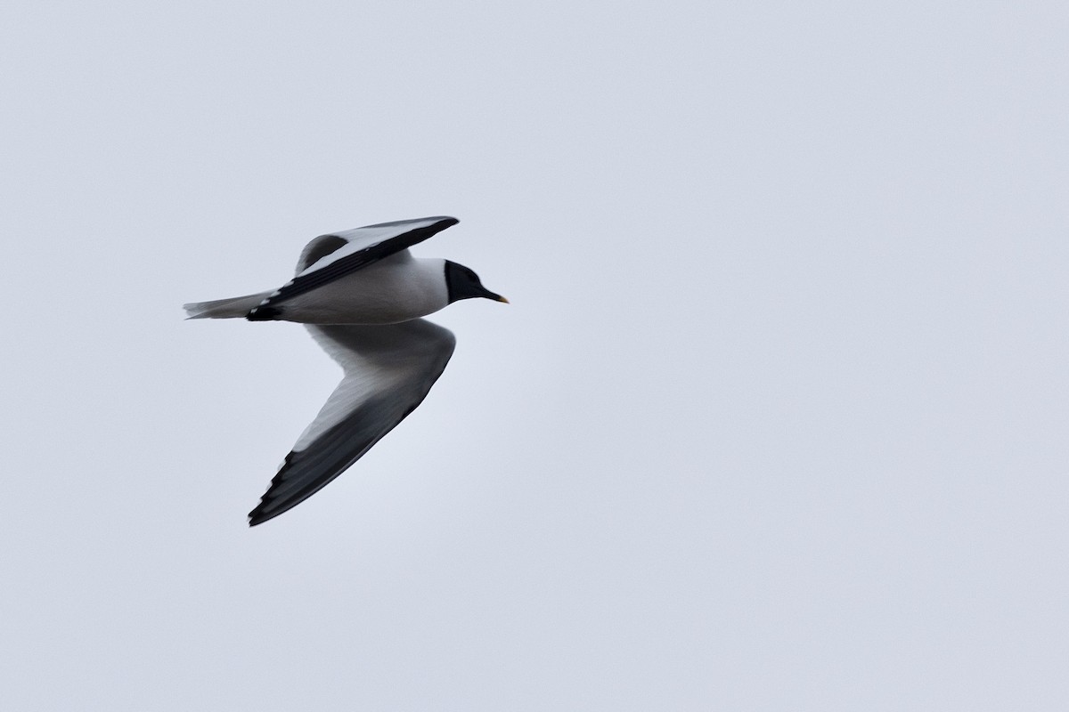 Sabine's Gull - ML638472178