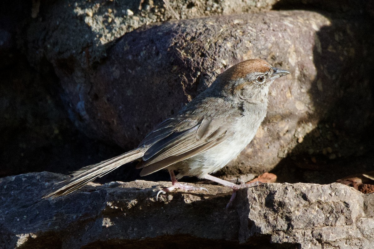 Rufous-crowned Sparrow - ML638472189