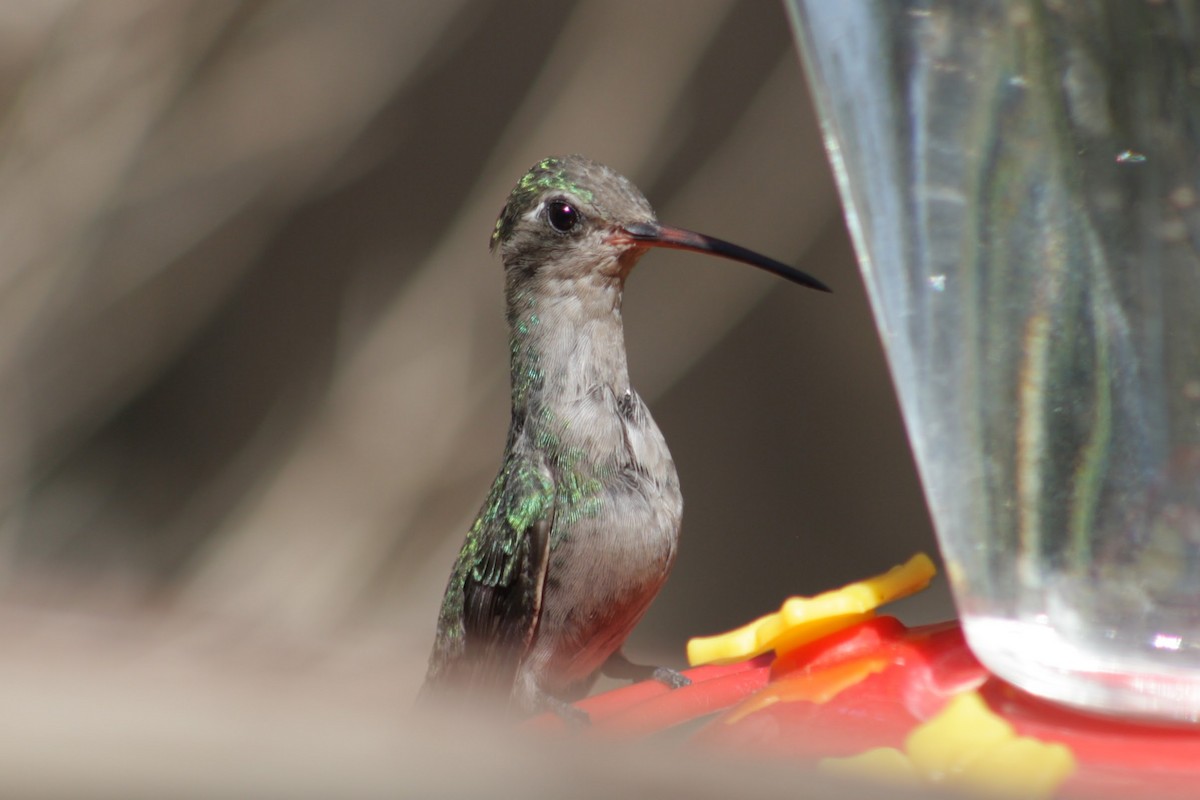 Broad-billed Hummingbird - ML638472215