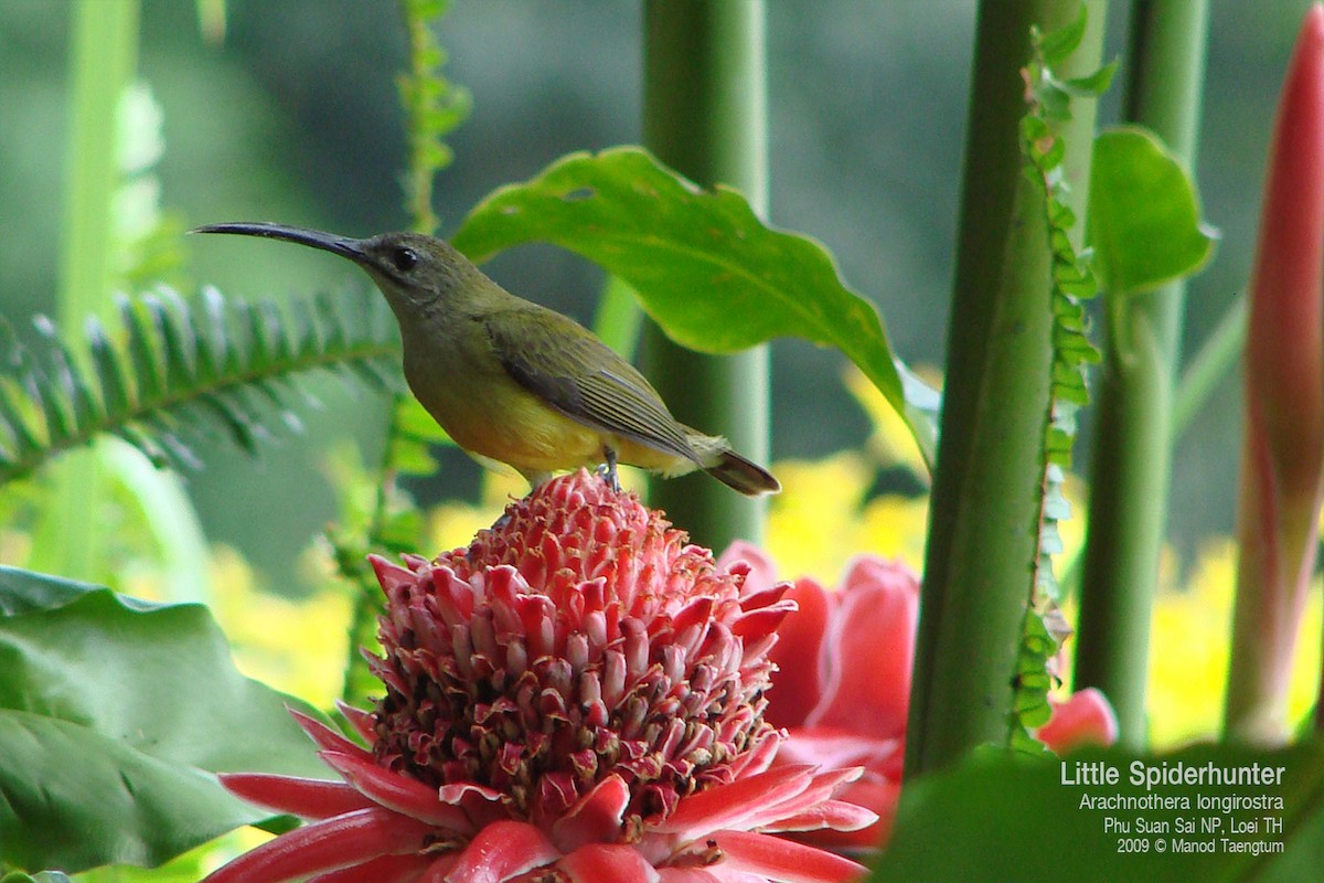 Little Spiderhunter - ML638472242
