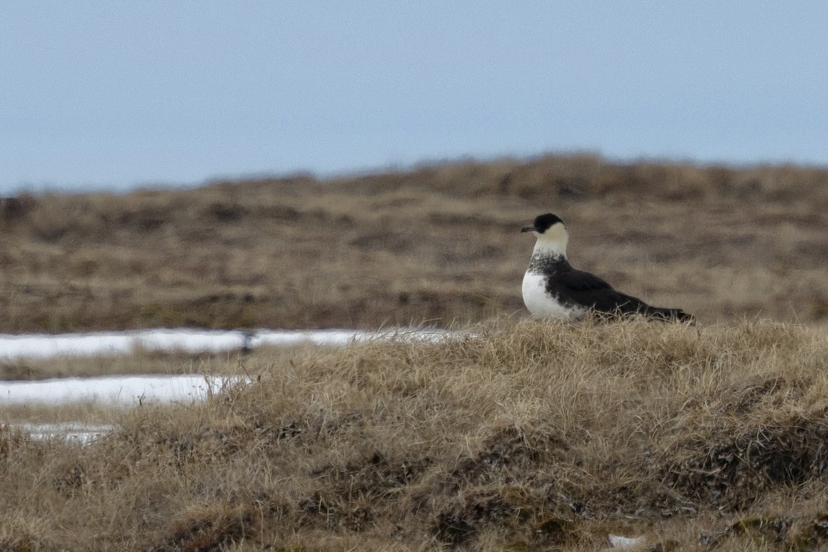 Pomarine Jaeger - ML638472249