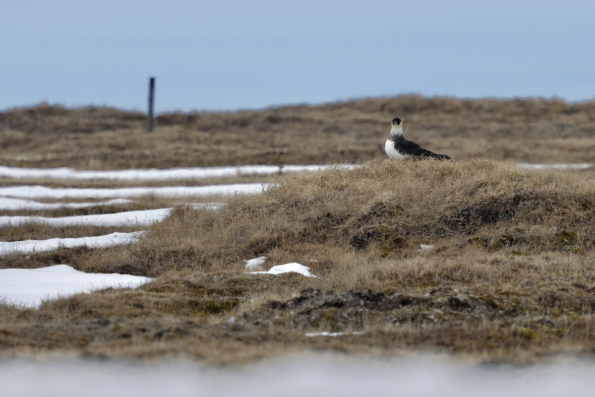 Pomarine Jaeger - ML638472250