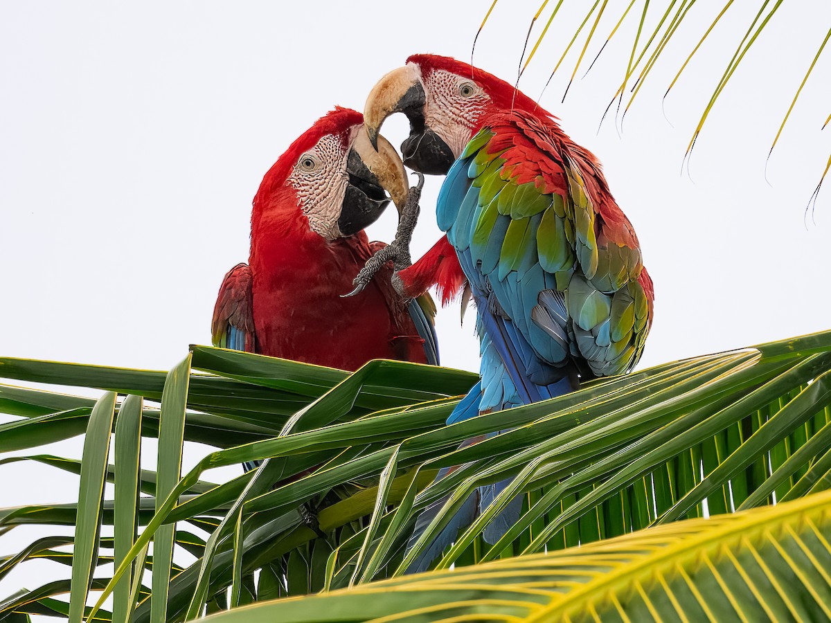 Red-and-green Macaw - ML638472253