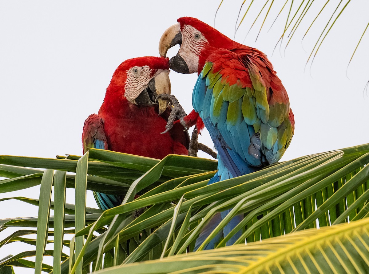 Red-and-green Macaw - ML638472254