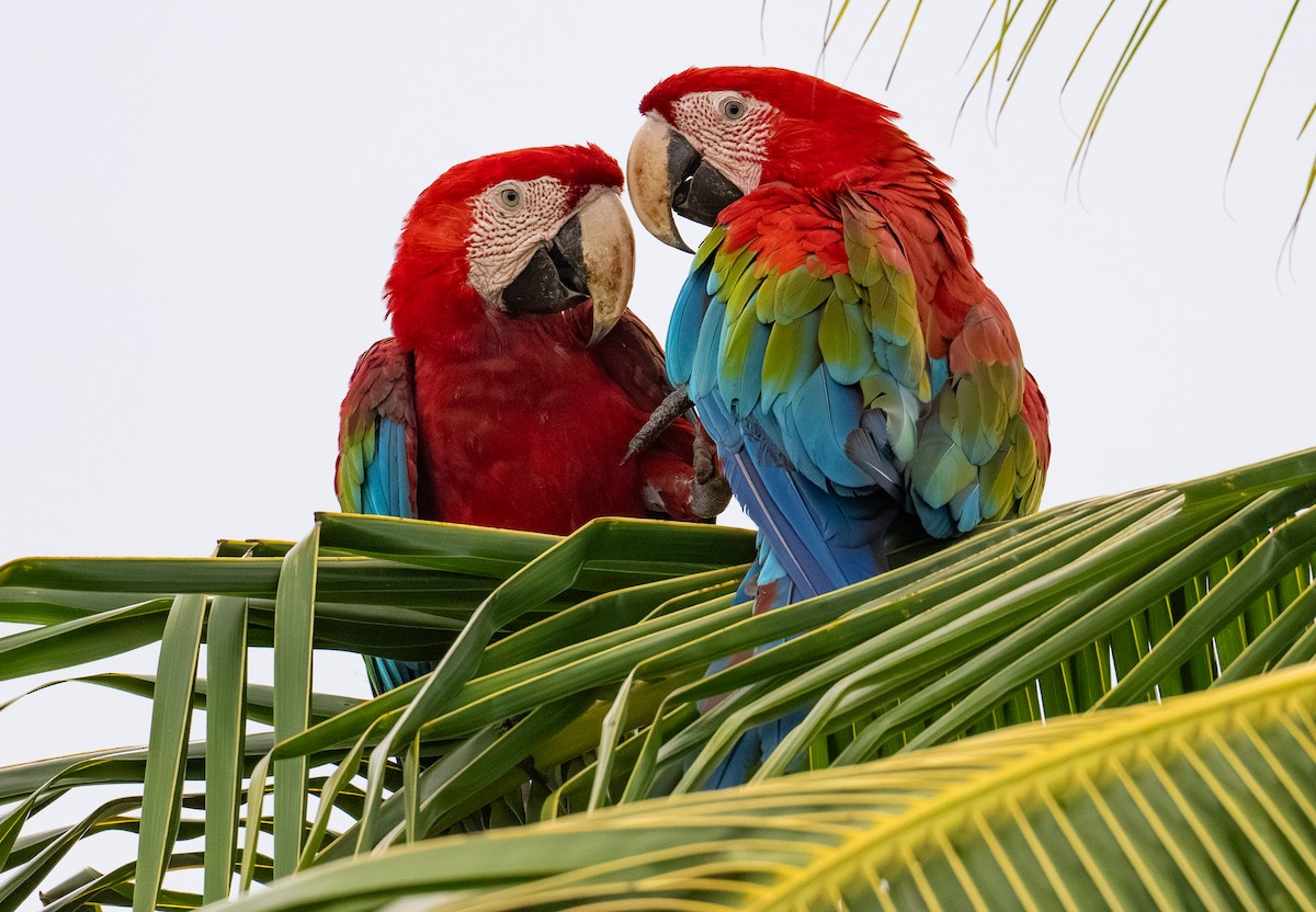 Red-and-green Macaw - ML638472256