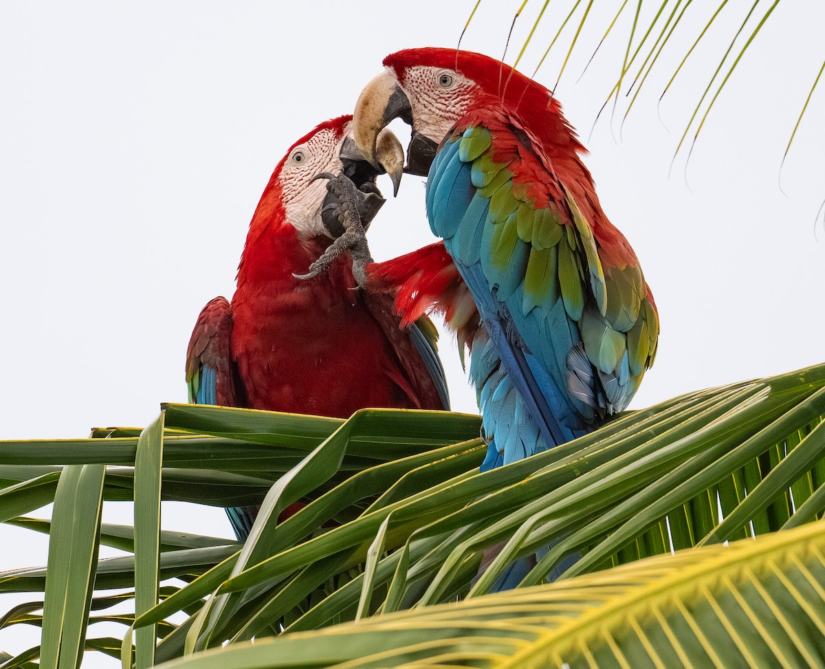 Red-and-green Macaw - ML638472257