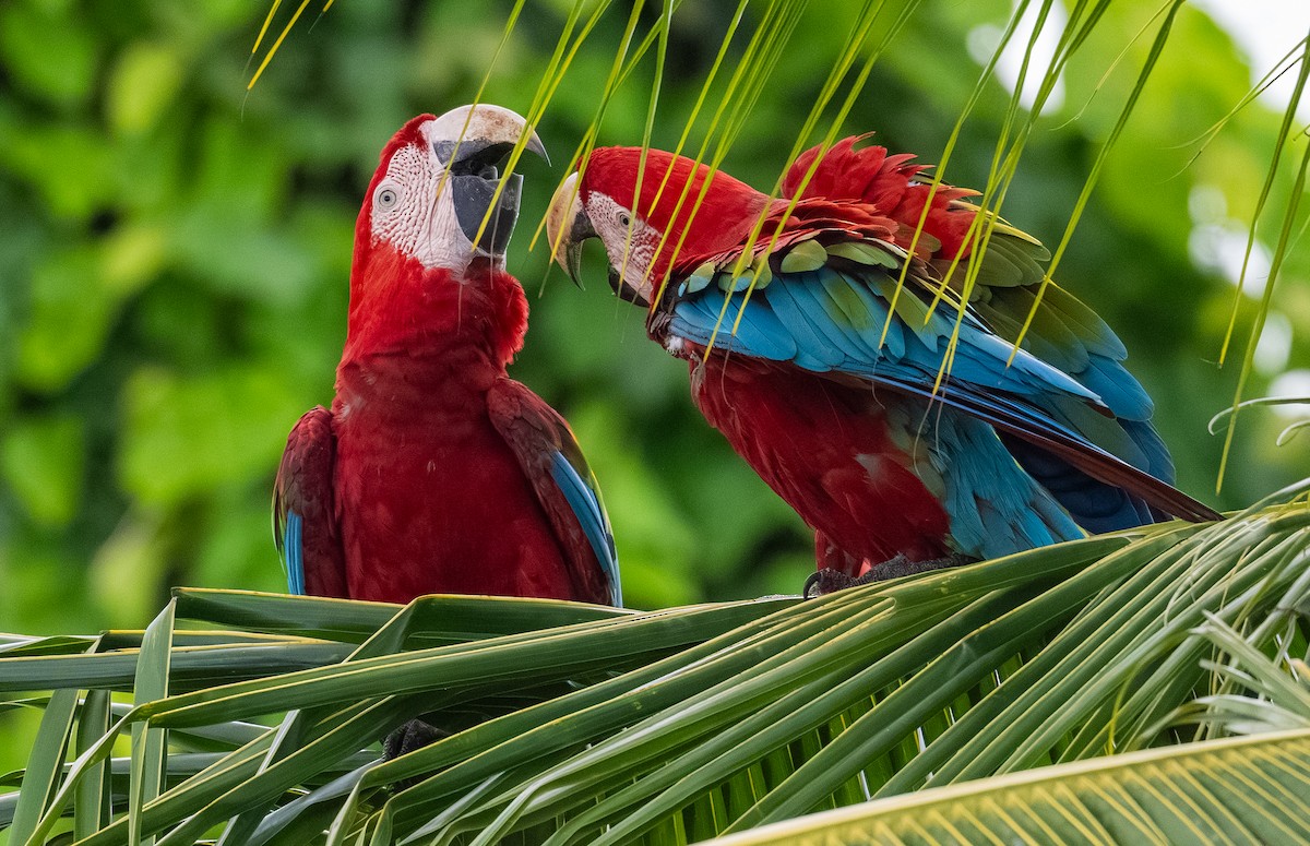 Red-and-green Macaw - ML638472258