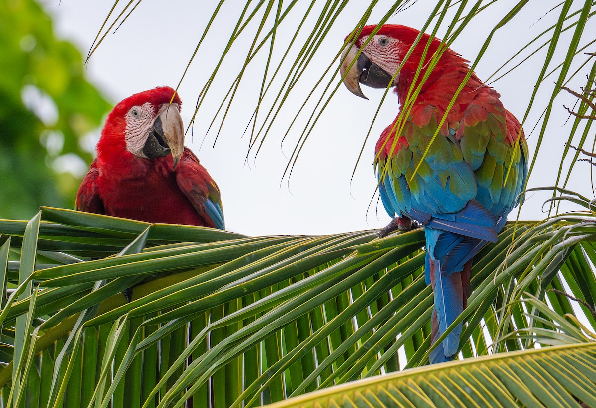 Red-and-green Macaw - ML638472259