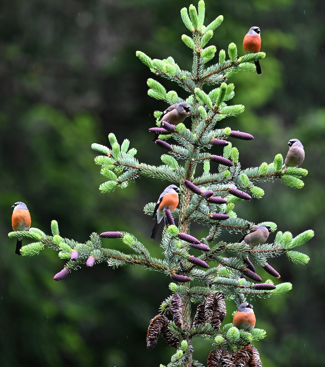 Gray-headed Bullfinch - ML638472275