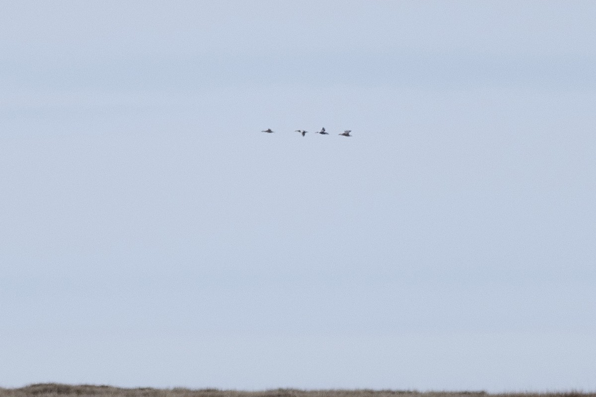 Spectacled Eider - ML638472276