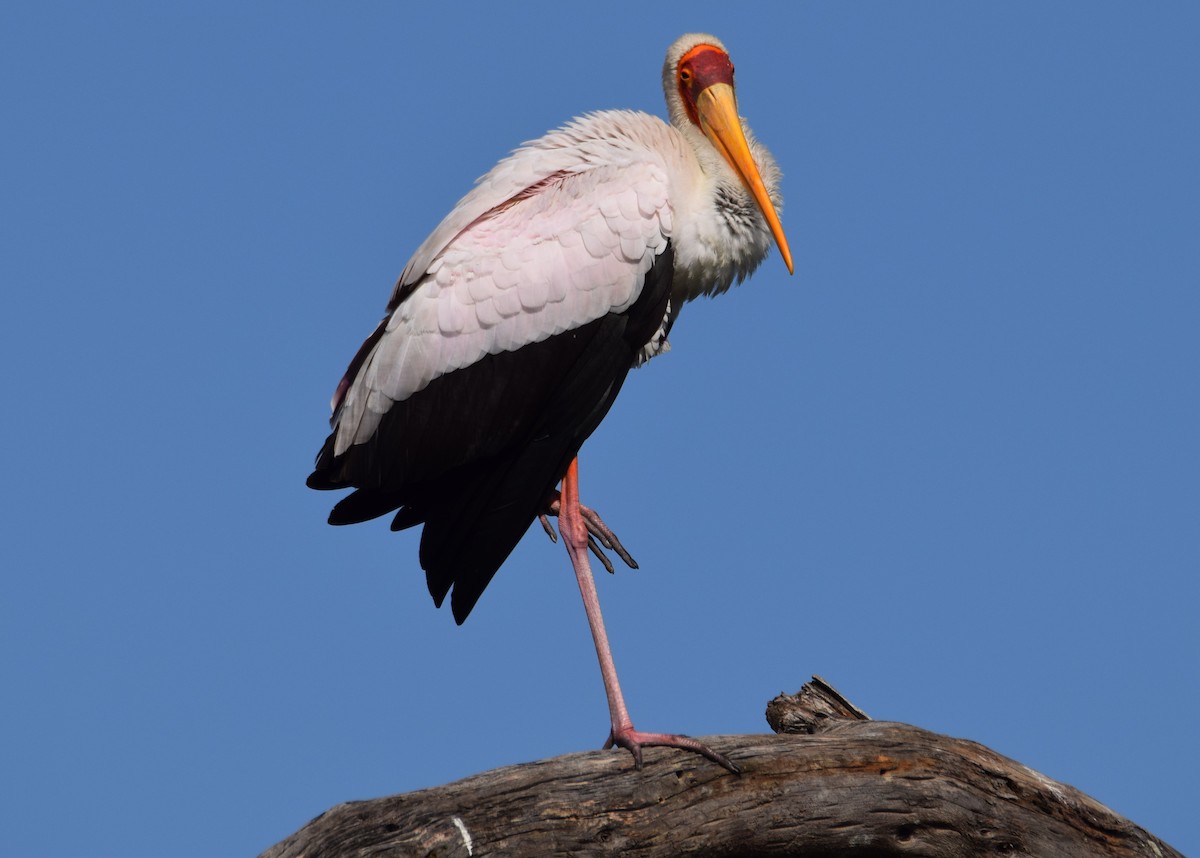 Yellow-billed Stork - ML638472284