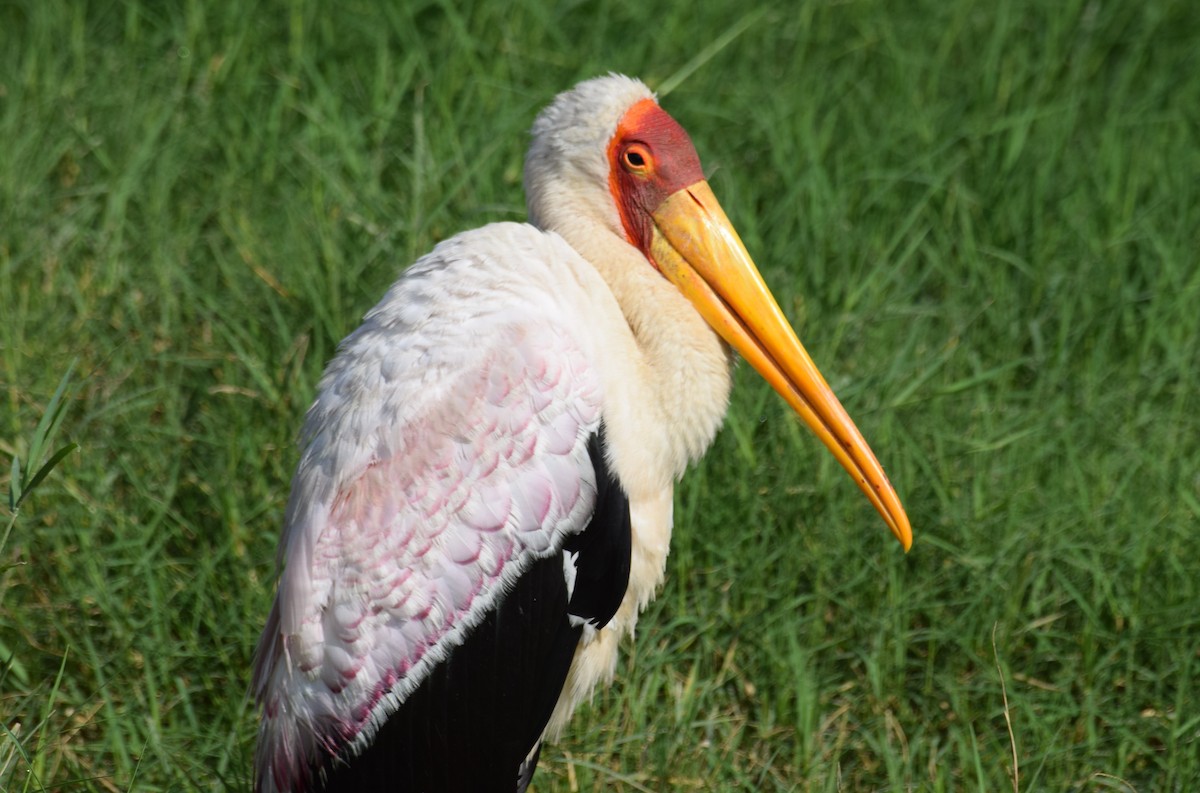 Yellow-billed Stork - ML638472285