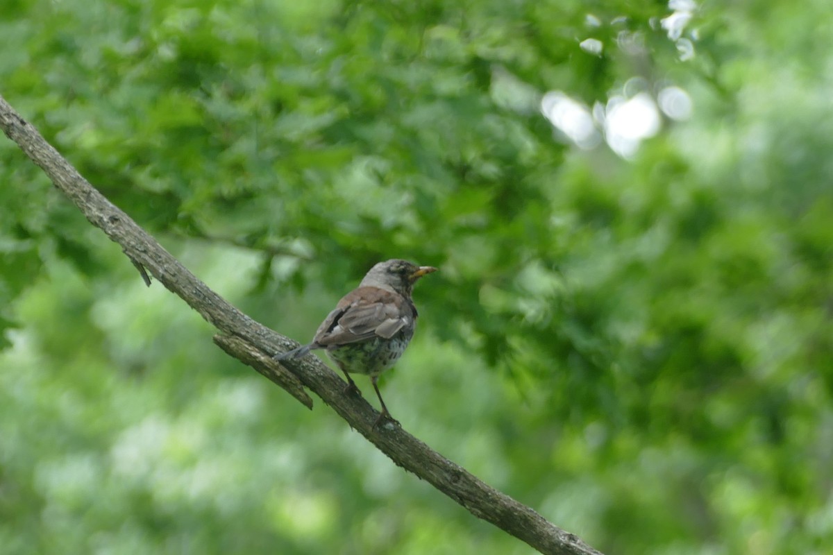 Fieldfare - ML638472292
