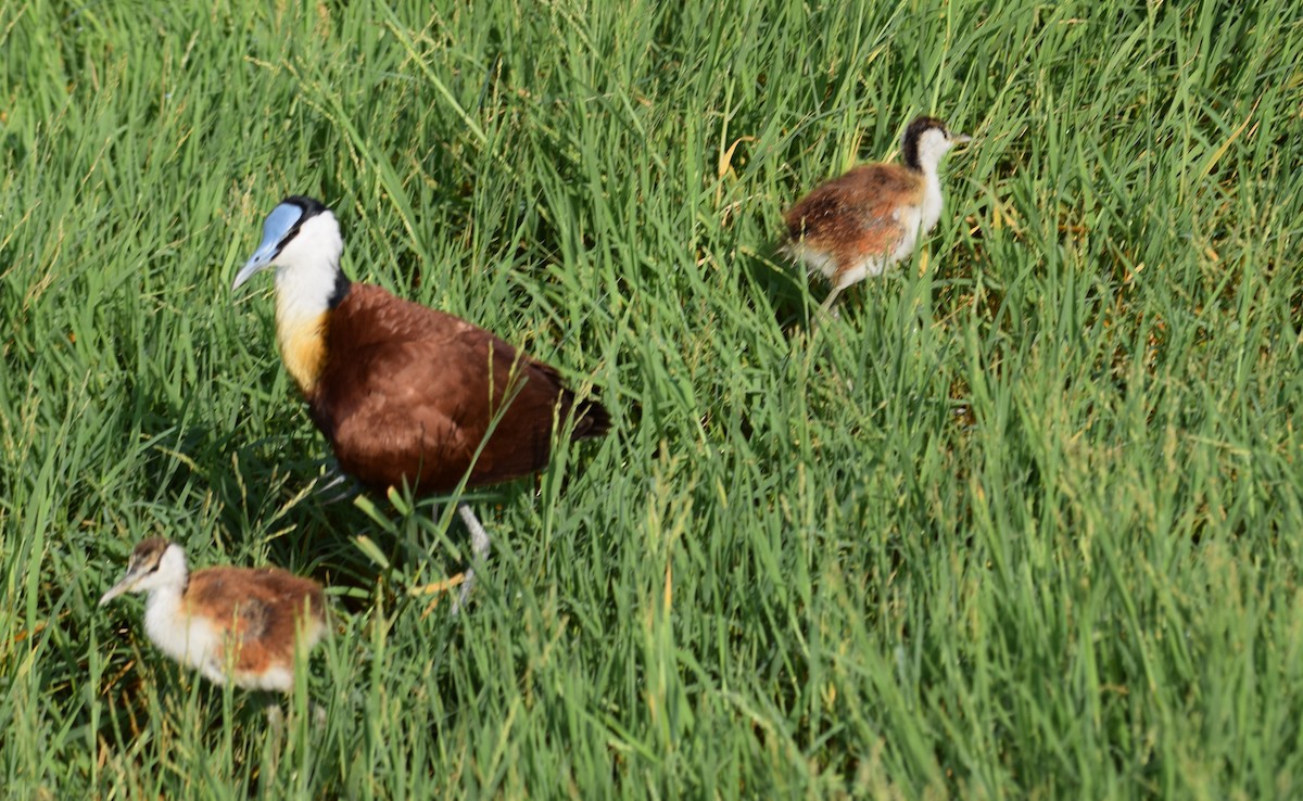 African Jacana - ML638472315