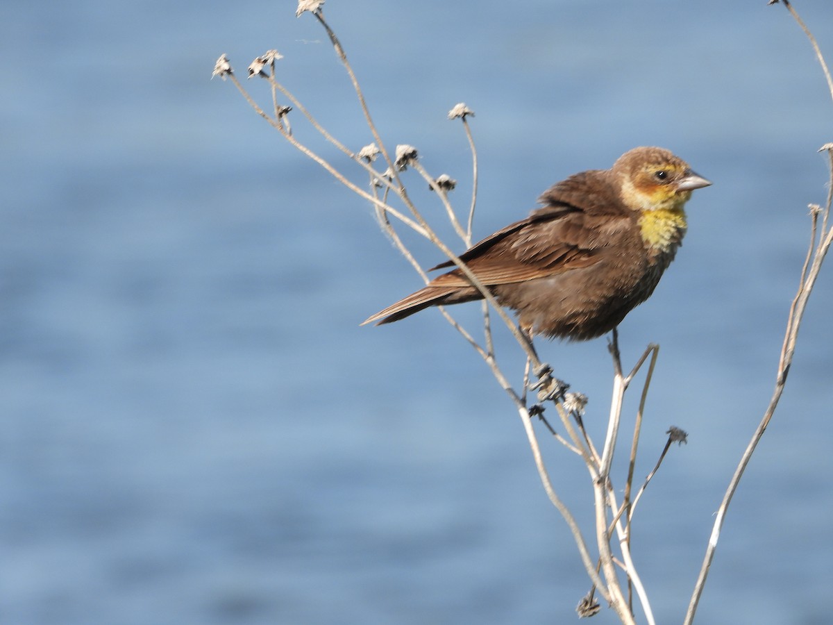Yellow-headed Blackbird - ML638472329