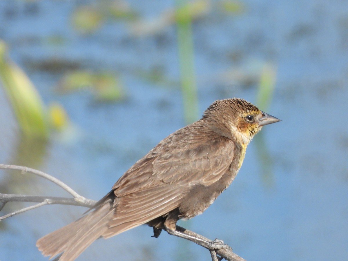 Yellow-headed Blackbird - ML638472330