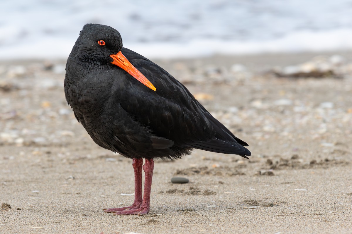Variable Oystercatcher - ML638472354