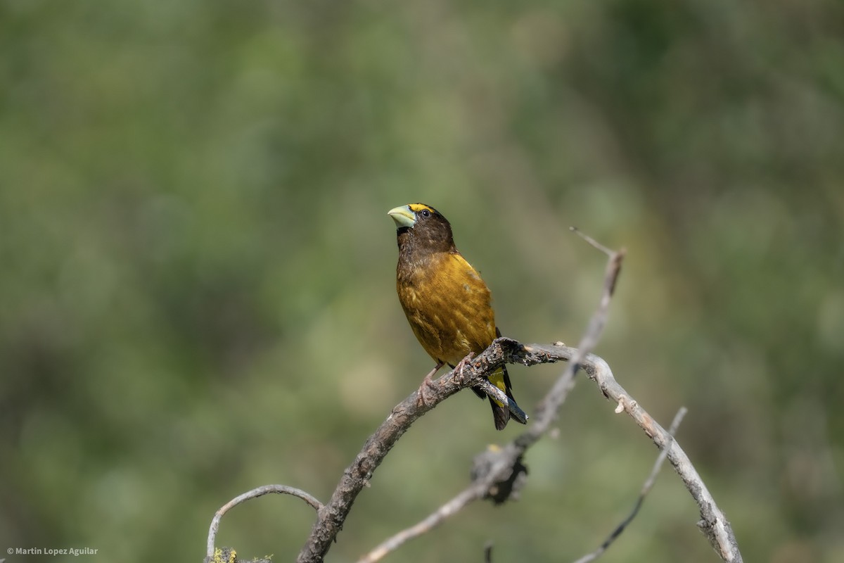 Evening Grosbeak - ML638472359
