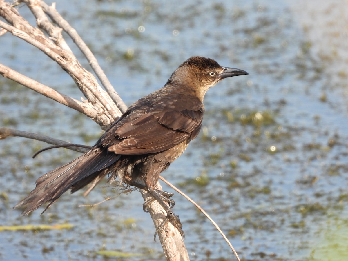 Great-tailed Grackle - ML638472361