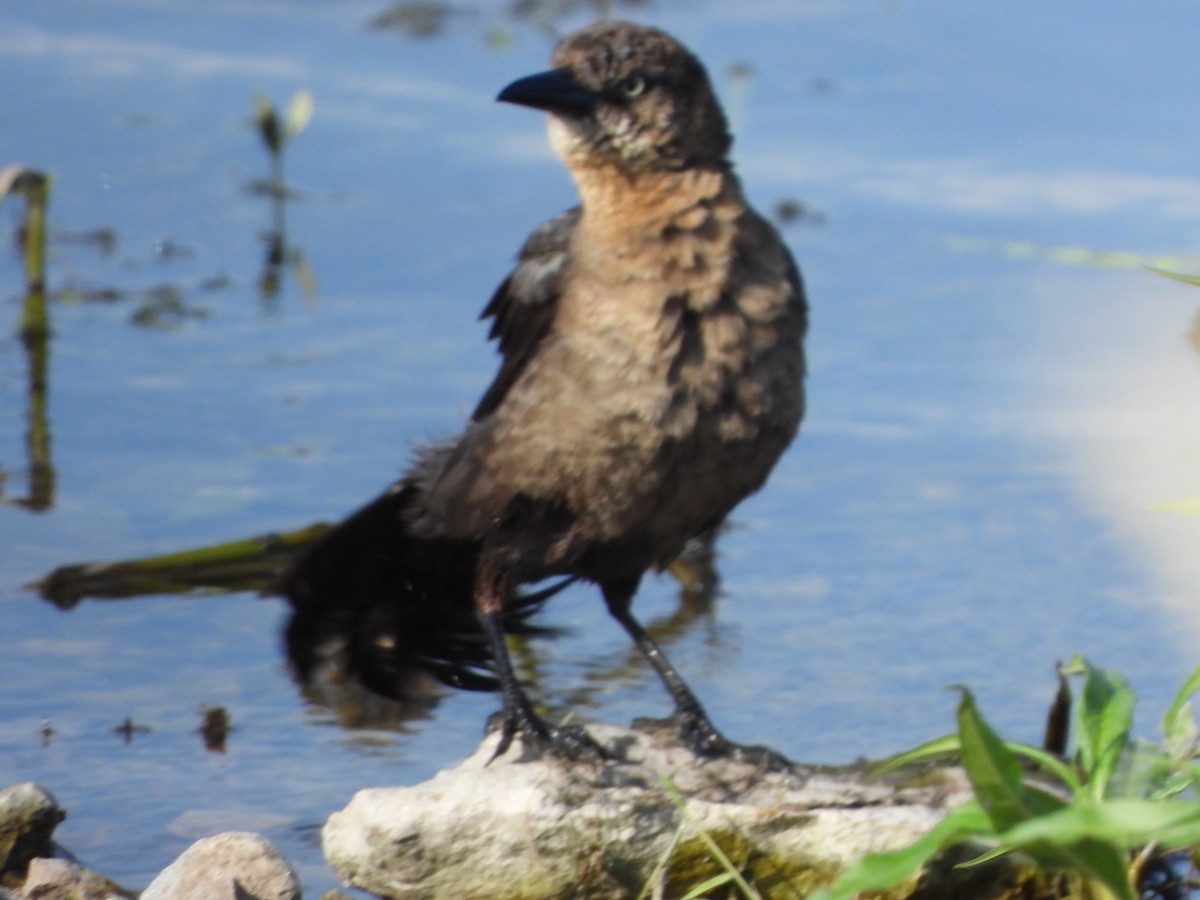 Great-tailed Grackle - ML638472362
