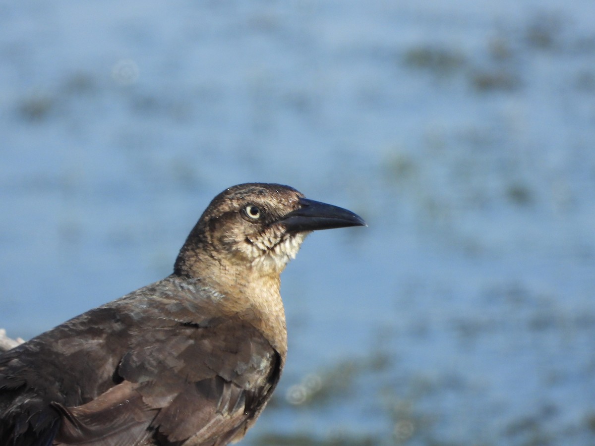 Great-tailed Grackle - ML638472363