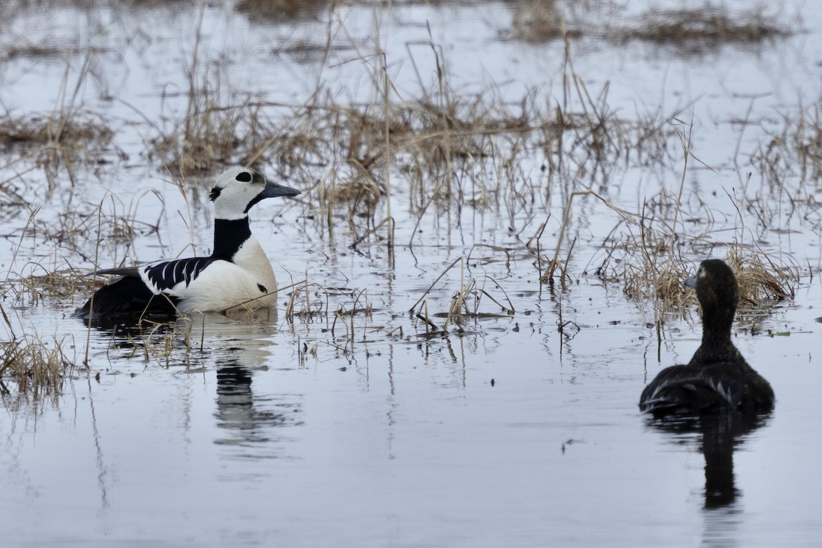 Steller's Eider - ML638472366