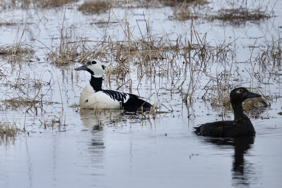 Steller's Eider - ML638472367