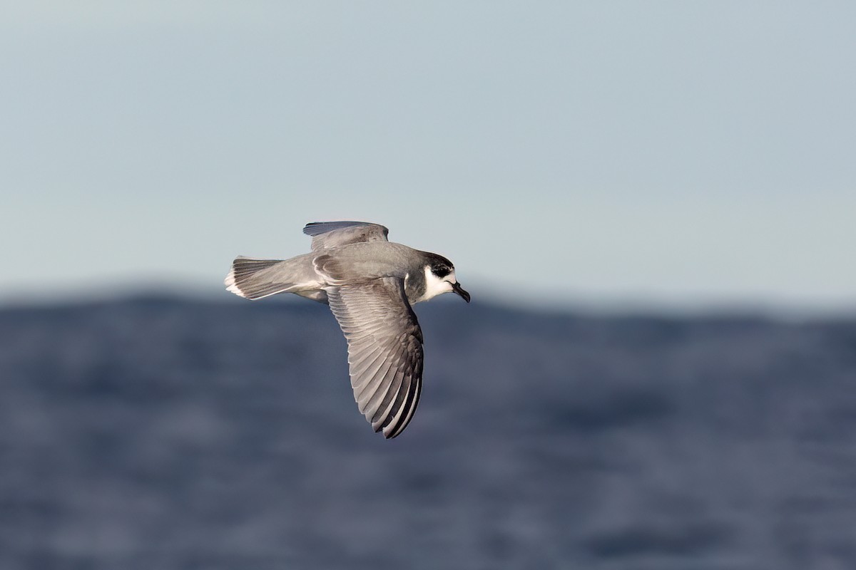 アオミズナギドリ - ML638472404