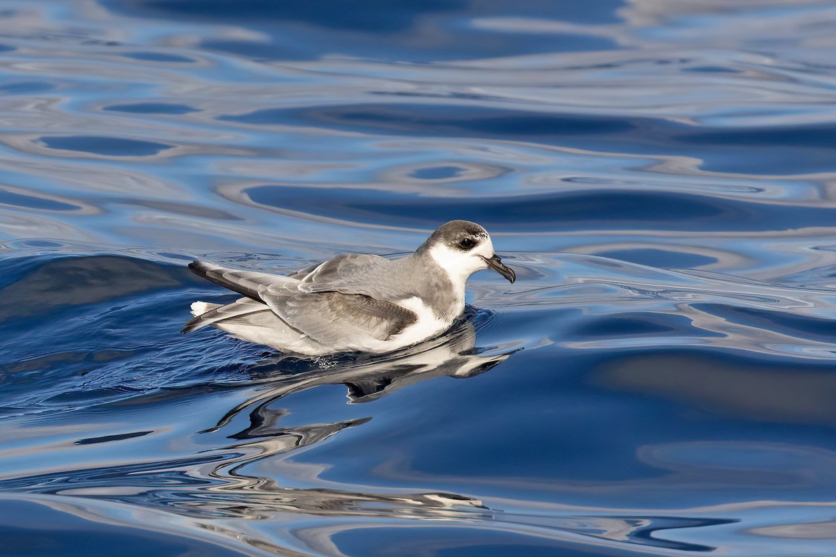 アオミズナギドリ - ML638472405