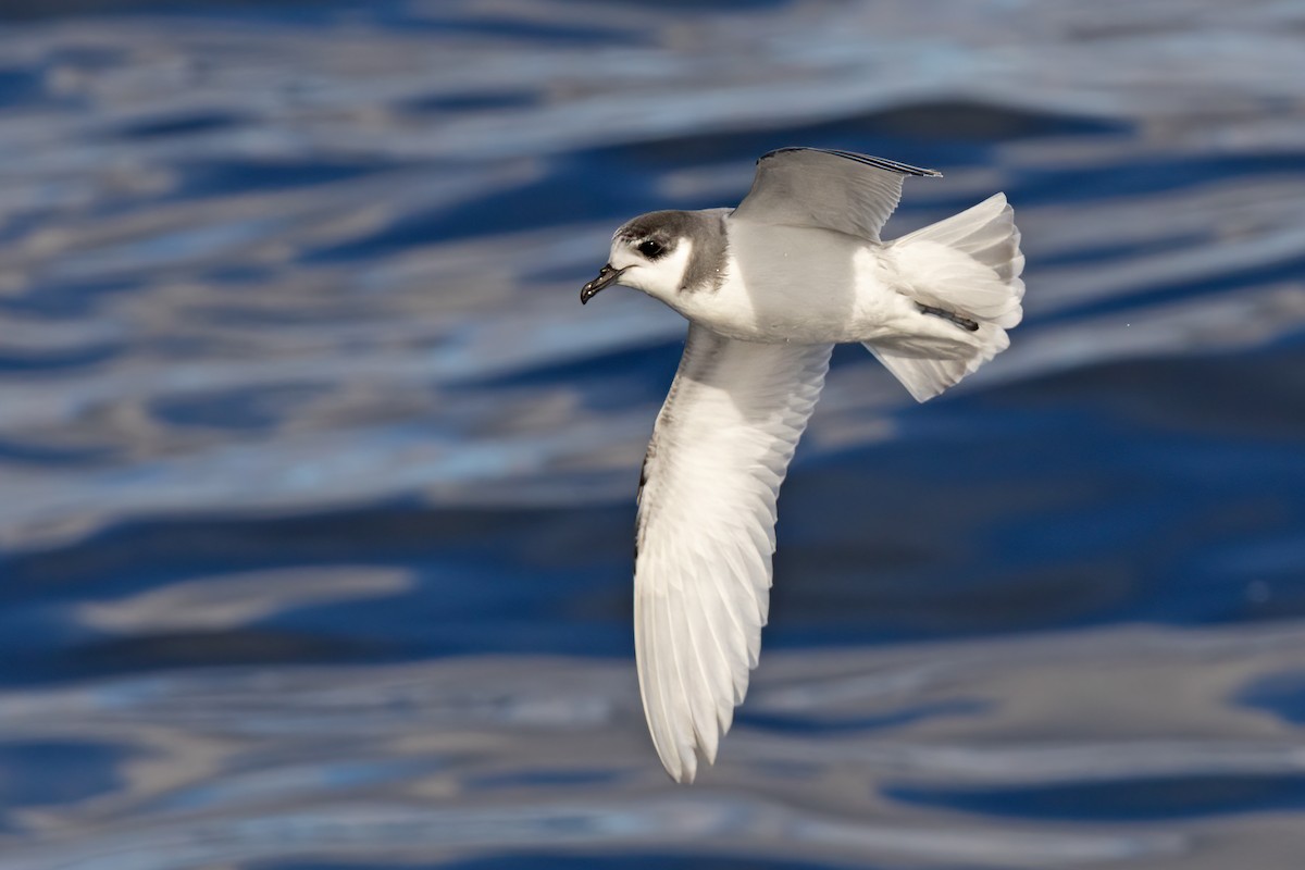 アオミズナギドリ - ML638472406