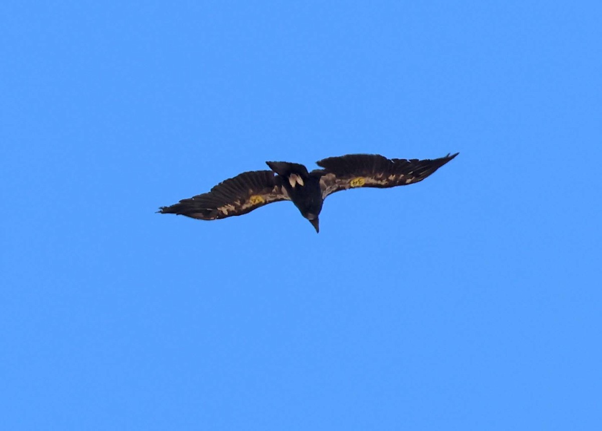California Condor - ML638472408