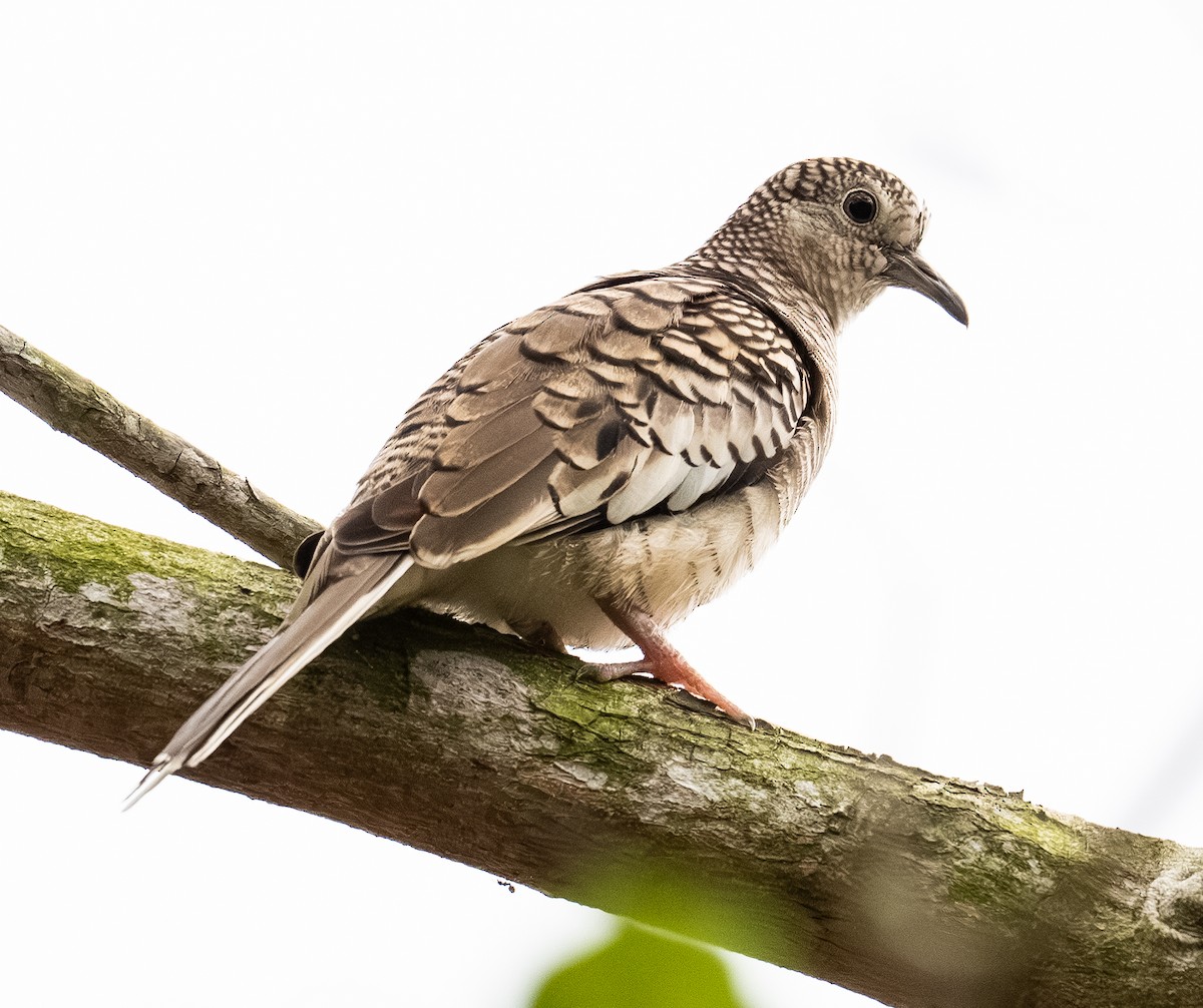 Scaled Dove - ML638472423