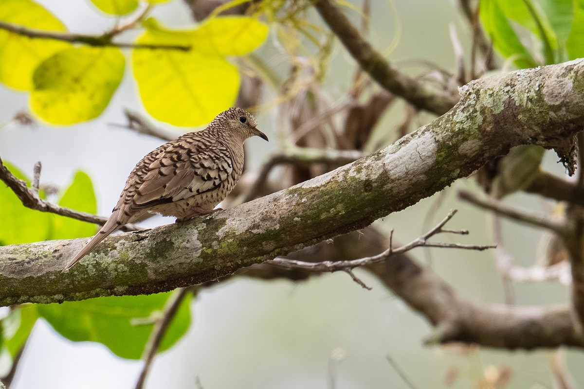 Scaled Dove - ML638472424