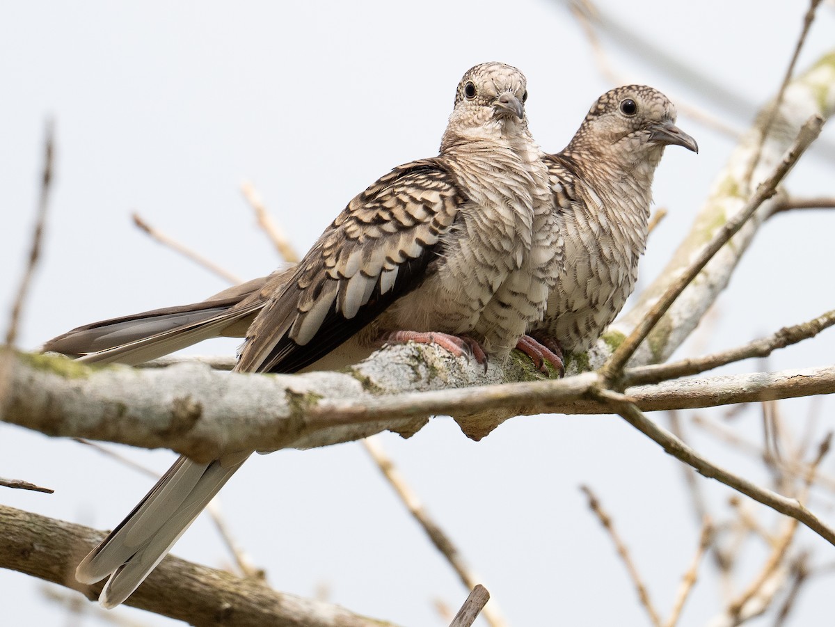 Scaled Dove - ML638472425