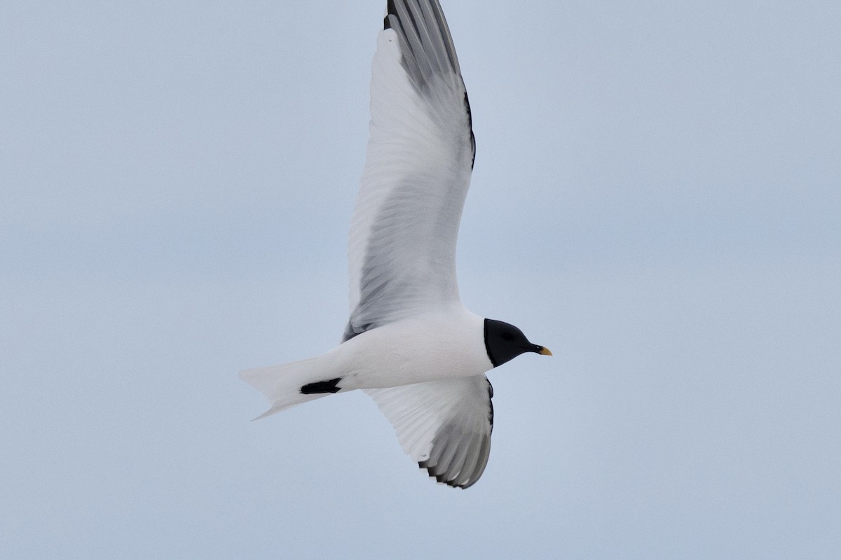 Sabine's Gull - ML638472443