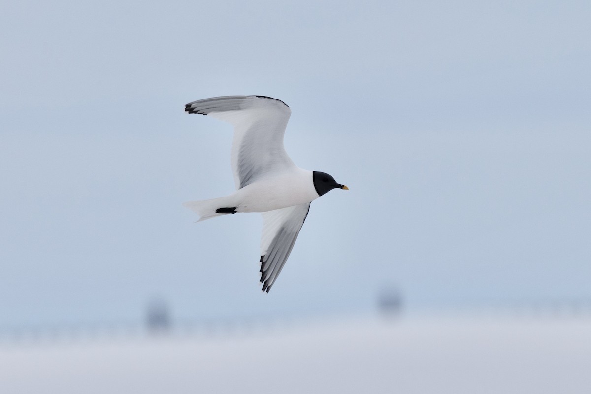 Sabine's Gull - ML638472444