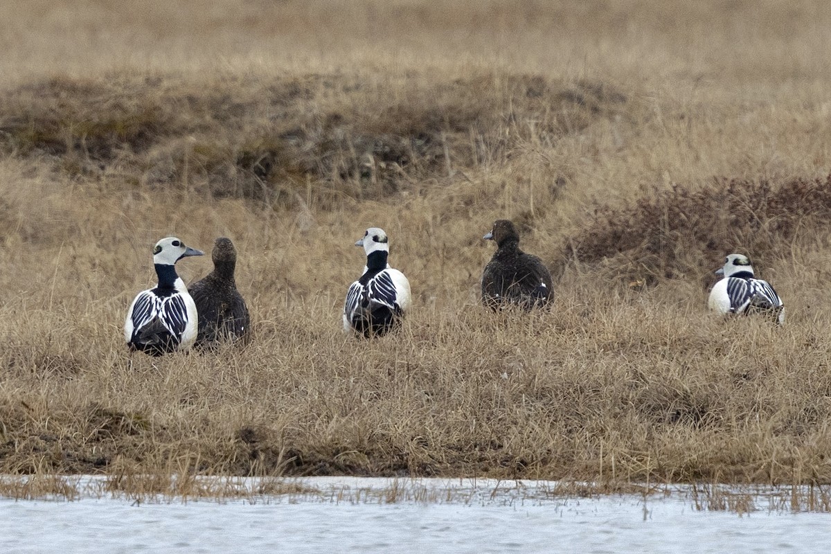 Steller's Eider - ML638472453