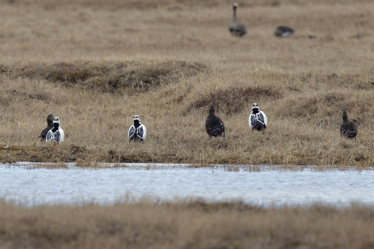 Steller's Eider - ML638472455