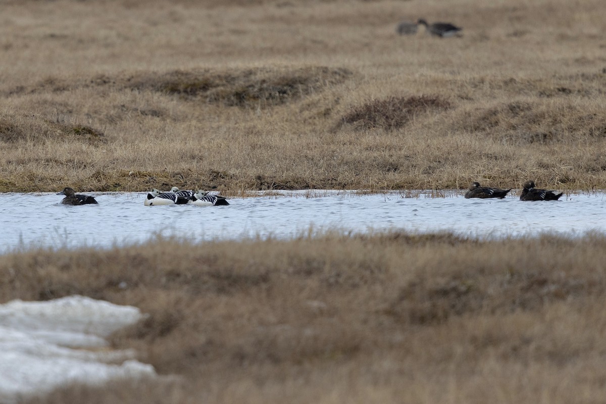 Steller's Eider - ML638472456